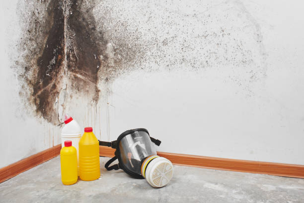 Mold Removal and Inspection in Pine Level, AL