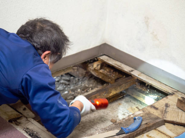Best Black Mold Removal  in Pine Level, AL