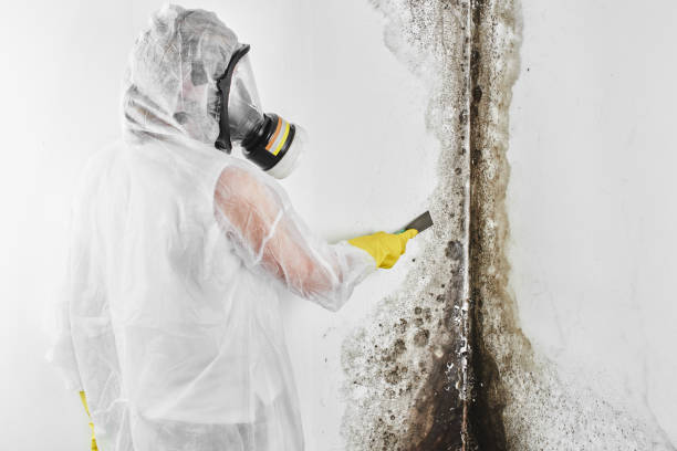 Best Residential Mold Removal  in Pine Level, AL