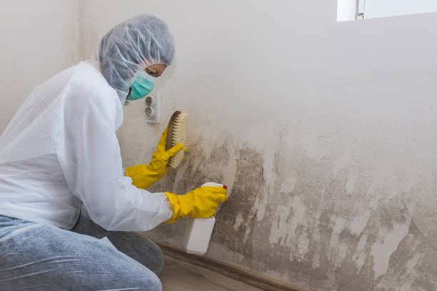 Best Commercial Mold Removal  in Pine Level, AL