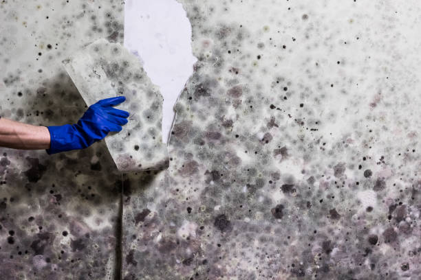 Best Mold Removal Company Near Me  in Pine Level, AL