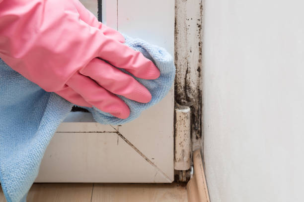 Best Office Mold Removal Services  in Pine Level, AL